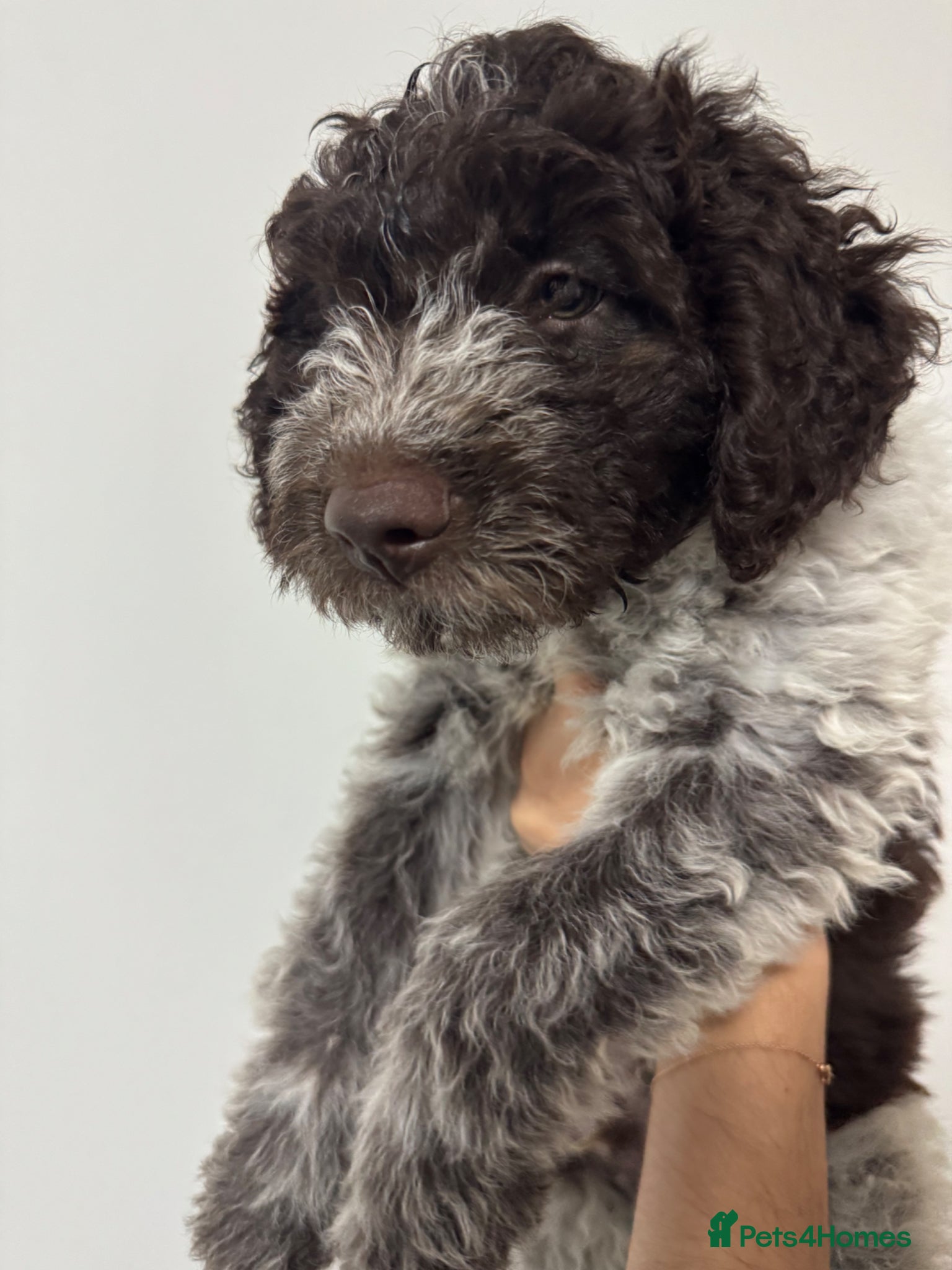 Lagotto Romagnolo dogs Lagotto Romanoglo pups (only 1 pup available!) - Advert 9