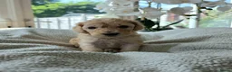 Cockapoo dogs for sale: 4 x F2 cockapoos - Advert 4
