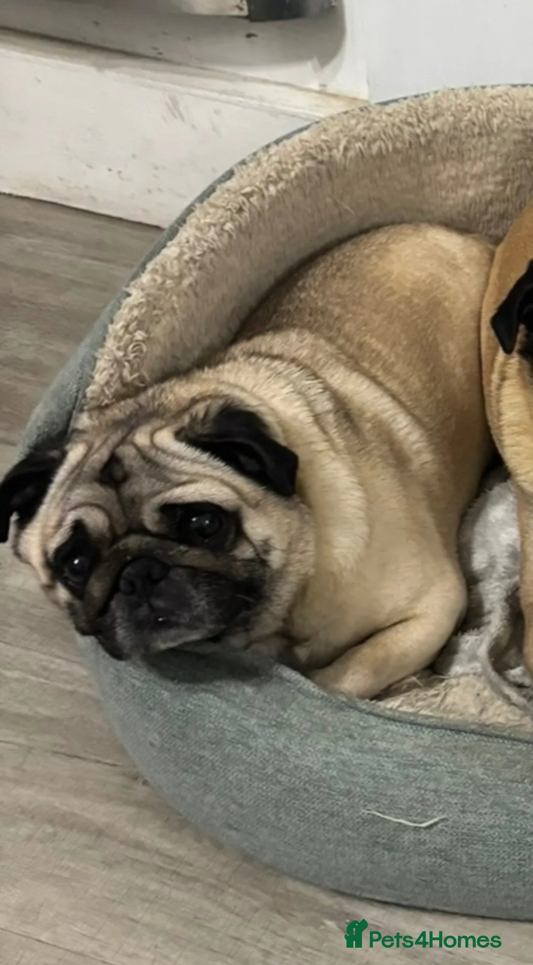 Pug dogs for sale: Male Pug - Advert 2