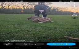 American Bully dogs for sale: Female pocket bully  - Image 6