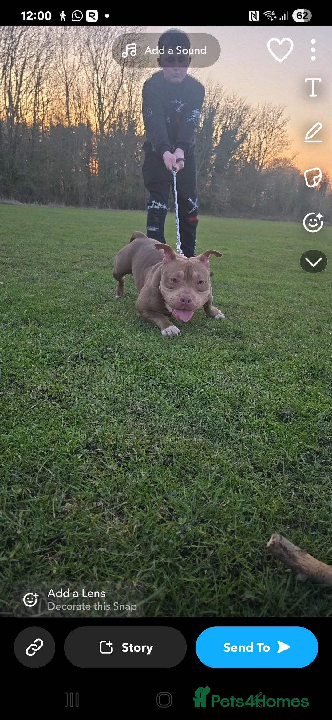 American Bully dogs for sale: Female pocket bully  - Image 6