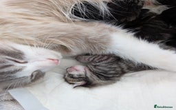 Ragdoll cats for sale: Ragdoll Cross kittens in Ilminster - Image 4
