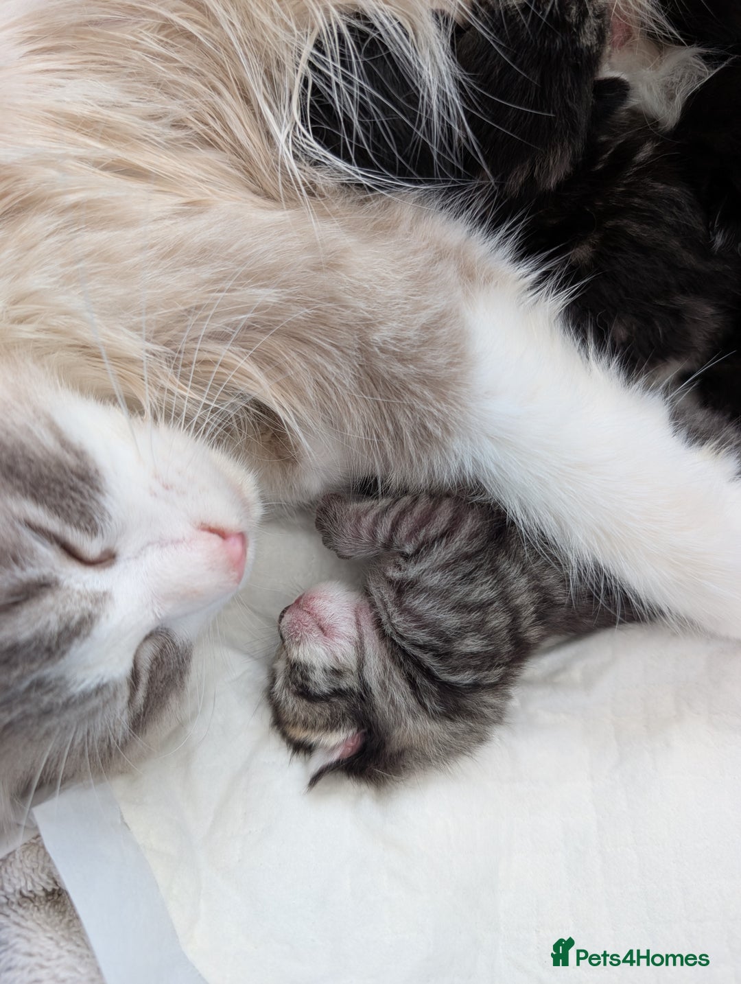 Ragdoll cats for sale: Ragdoll Cross kittens in Ilminster - Image 4