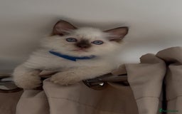 Ragdoll cats for sale: Champion Ragdoll GCCF kittens 🐱 Ready now - Image 1