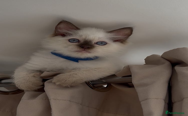 Ragdoll cats - Advert 11