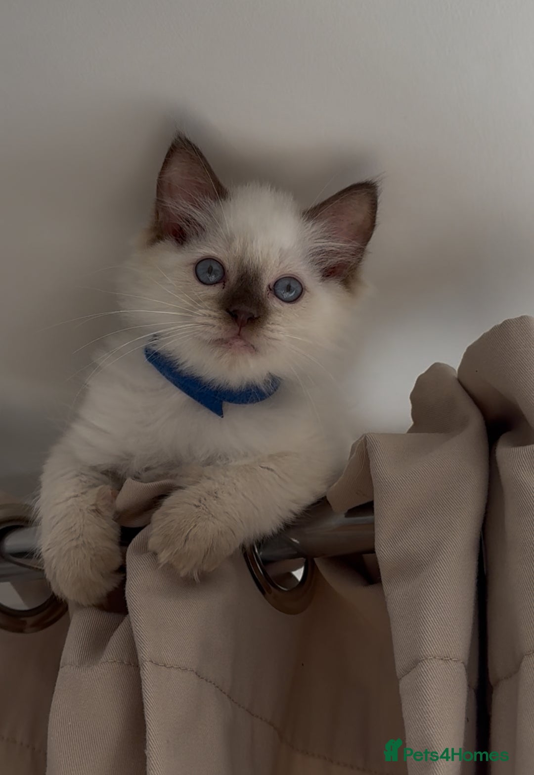 Ragdoll cats for sale: Champion Ragdoll GCCF kittens 🐱 Ready now - Image 1