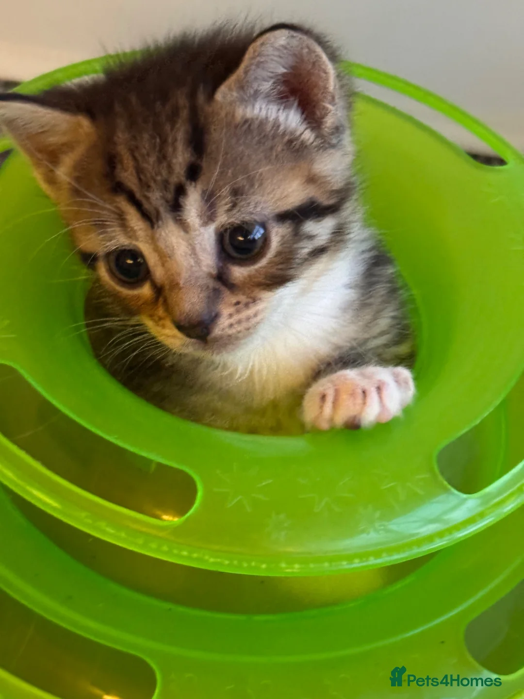 Mixed Breed cats for sale: Gorgeous Tabby Girl - Advert 5