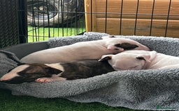 English Bull Terrier dogs for sale: Janineabullz bull terriers beautiful litter  - Image 30