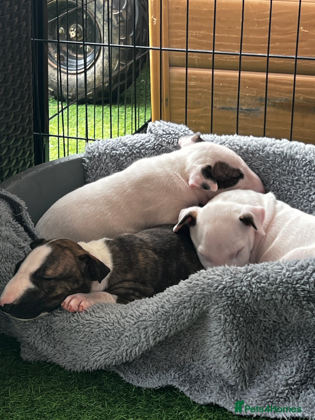 English Bull Terrier dogs for sale: Janineabullz bull terriers beautiful litter  - Image 30