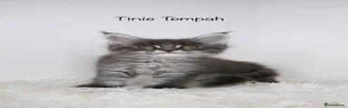 Tinie Tempah 