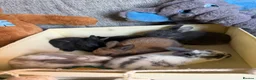 Mixed Breed rabbits for sale: ✨🐇Cute Mixed Breed Baby Bunnies Available😍🐇 - Advert 13