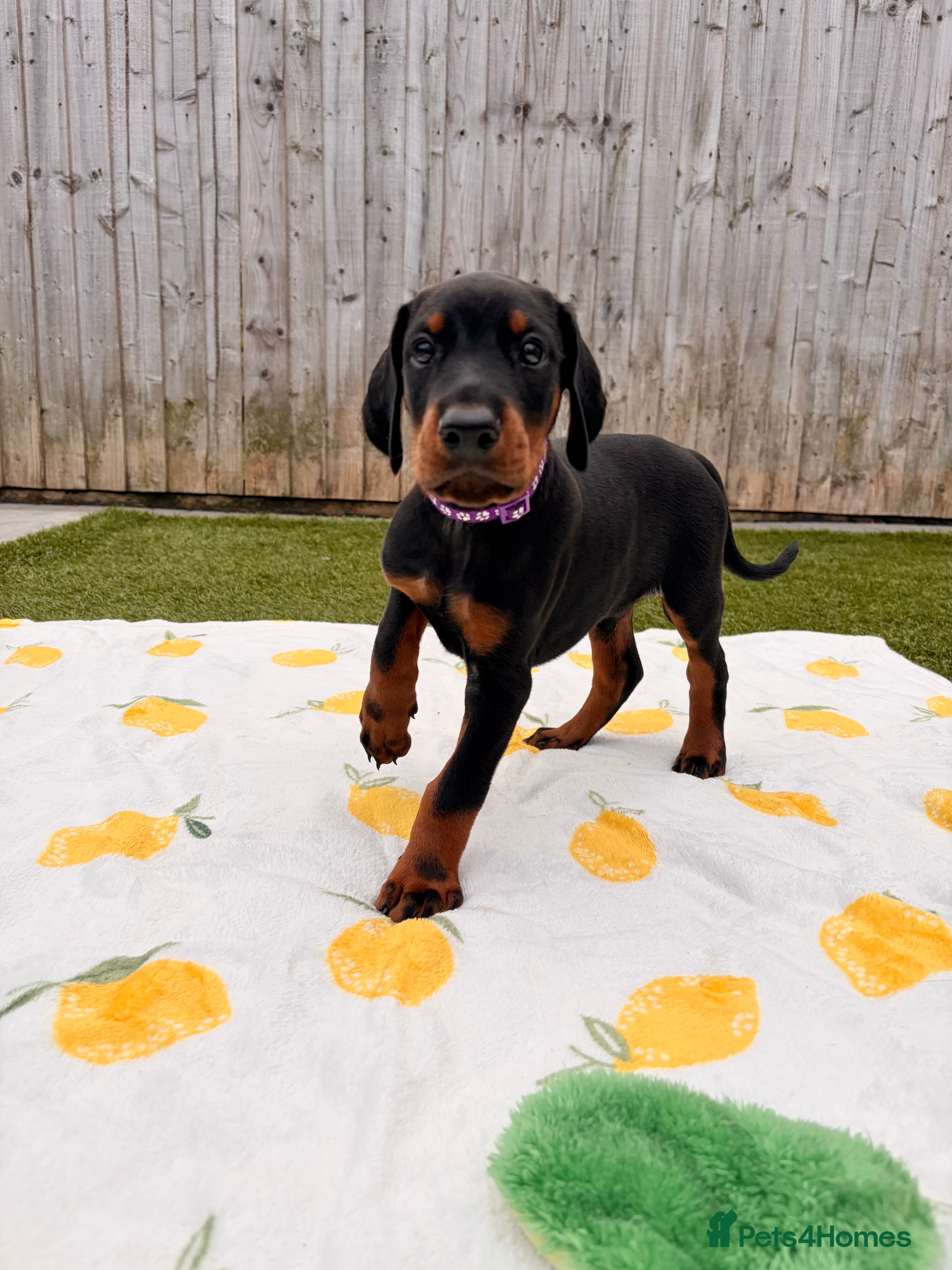 Dobermann dogs READY TO COLLET NOW | RKC DOBERMAN | CHAMPION LINE - Advert 2