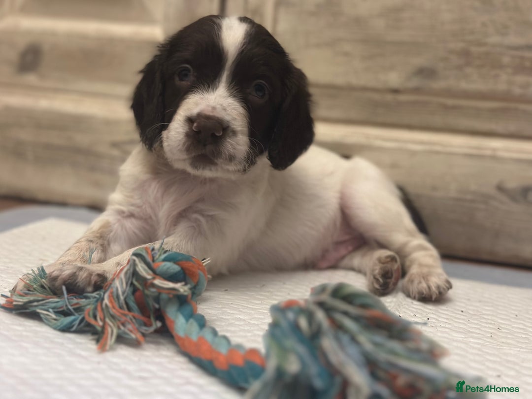 English Springer Spaniel dogs for sale: English working Springer Spaniel puppies for sale  - Image 6