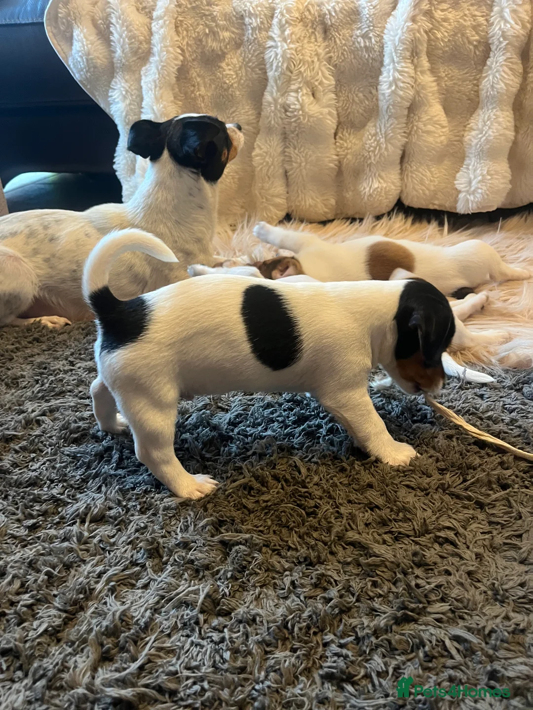 Jack Russell dogs for sale: Jack Russell - Advert 20