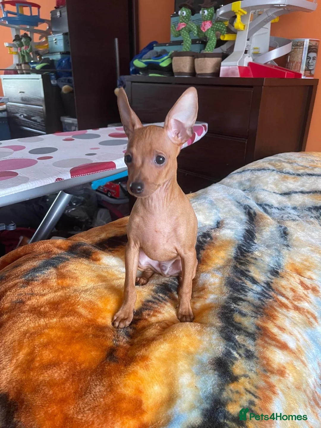 Miniature Pinscher dogs for sale: .🐾 Beautiful Miniature Pinscher Boy 🏡❤️ - Advert 1