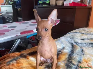 Miniature Pinscher dogs .🐾 Beautiful Miniature Pinscher Boy 🏡❤️ - Advert 7