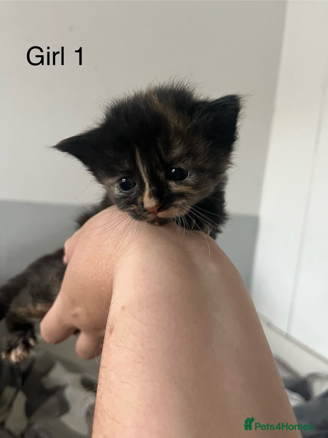 Maine Coon cats for sale: Maine Coon X - 5 Boys & 1 Girl - Image 6