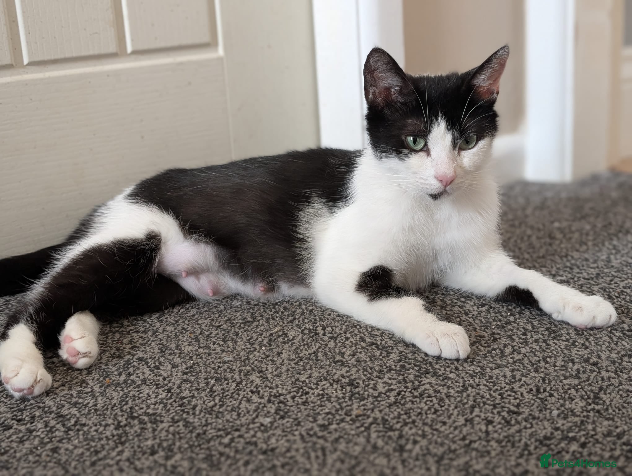 Mixed Breed cats Rescue cat - Advert 4