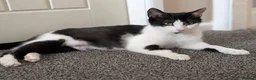 Mixed Breed cats for sale: Rescue cat - Advert 1