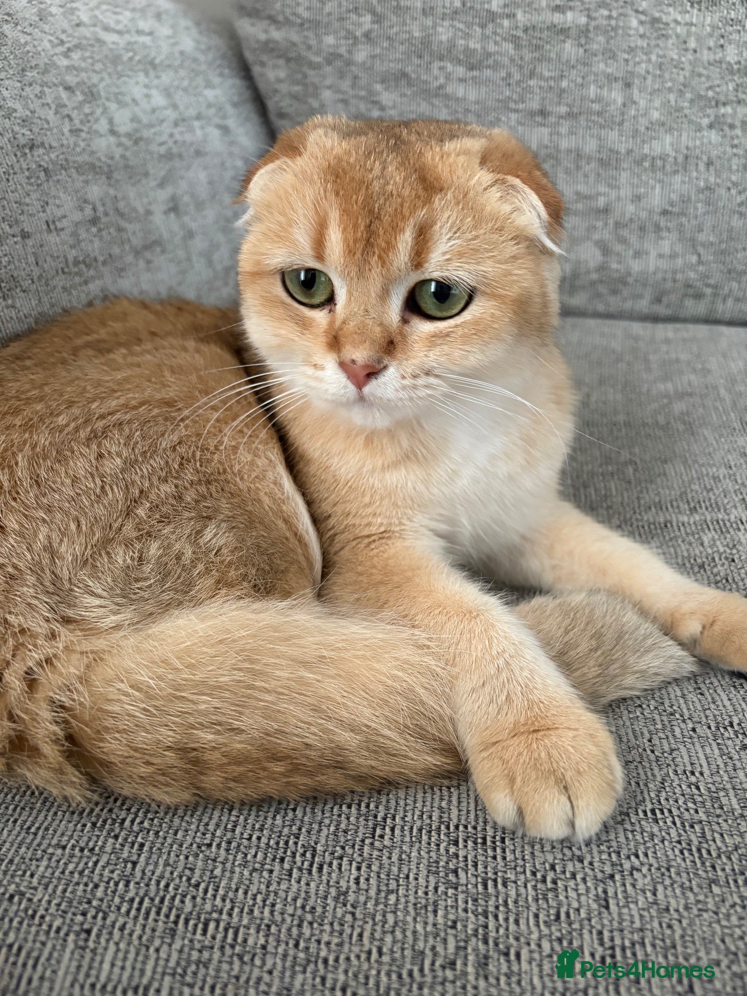 Scottish Fold cats Scottish fold - Advert 1