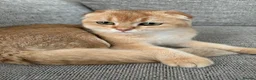 Scottish Fold cats for sale: Scottish fold - Advert 1
