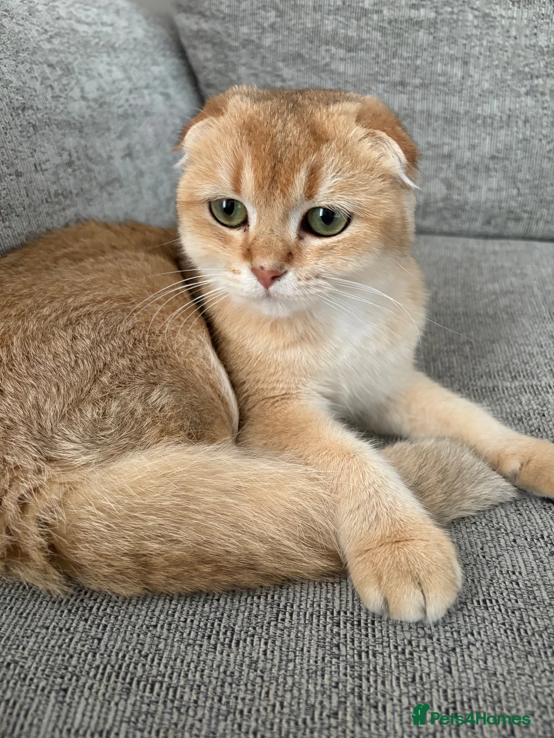 Scottish Fold cats for sale: Scottish fold - Advert 1