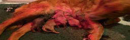 Mini Goldendoodle dogs for sale: F1 MINi GOLDENDOODLE PUPPIES - Advert 2