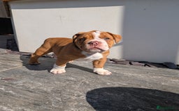 Olde English Bulldogge dogs for sale: READY TO GO, 5 left! - OEB Puppies NEBBR ✅ 3rd Gen - Image 28