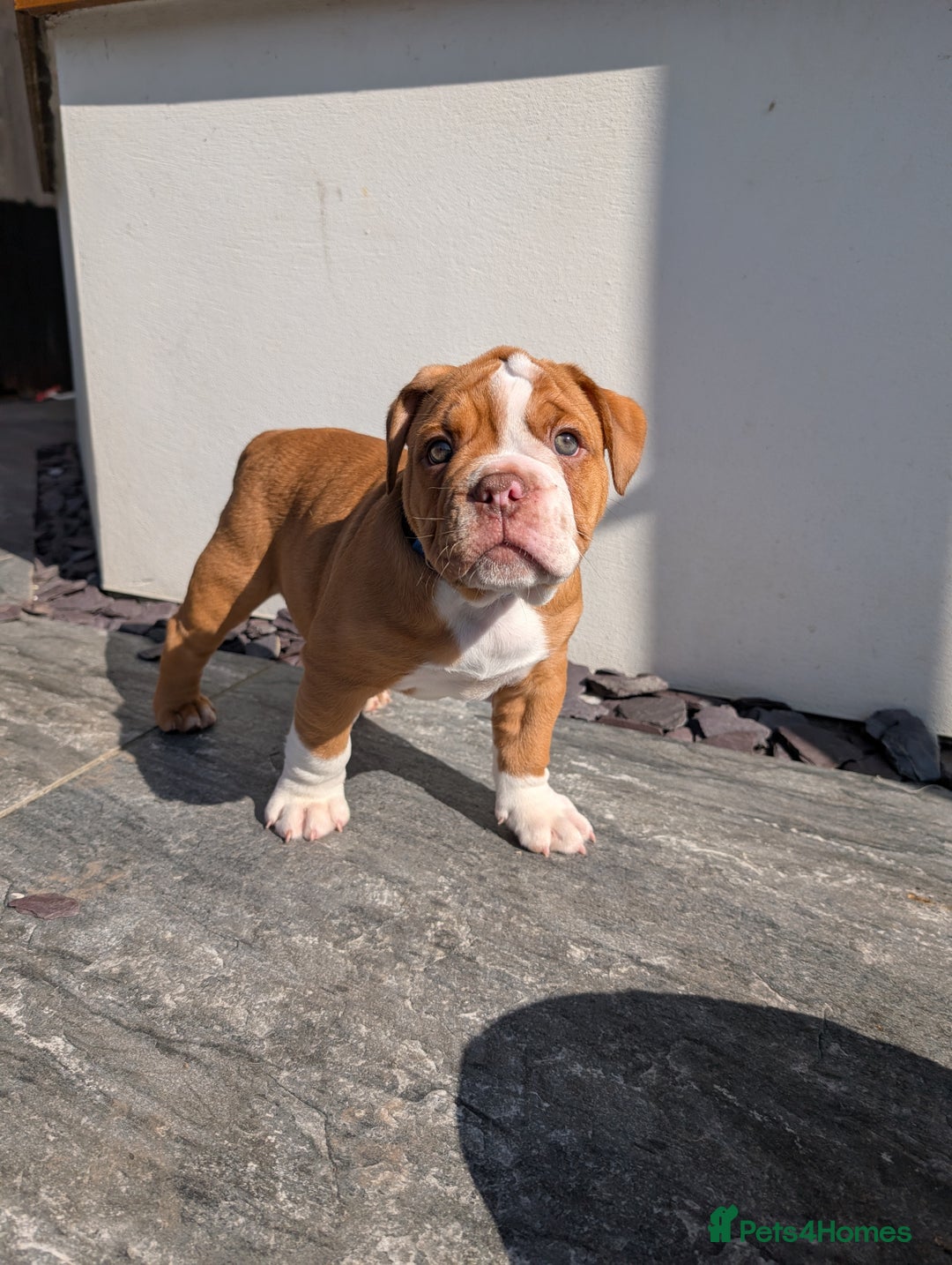Olde English Bulldogge dogs for sale: READY TO GO, 5 left! - OEB Puppies NEBBR ✅ 3rd Gen - Image 28