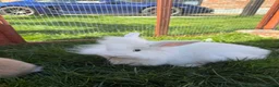 Mixed Breed rabbits for sale: Lion lop 8 week old rabbits for sale  - Advert 6