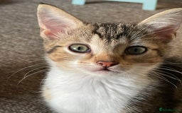 Mixed Breed cats for sale: Bengal X kitten - Image 1