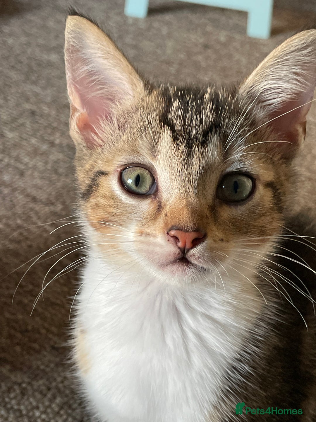 Mixed Breed cats for sale: Bengal X kitten - Image 1