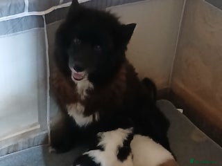 Mixed Breed dogs - Advert 1