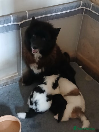 Mixed Breed dogs - Advert 1