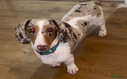 Miniature Dachshund dogs for sale: Beautiful miniature dachshund for sale  - Image 1