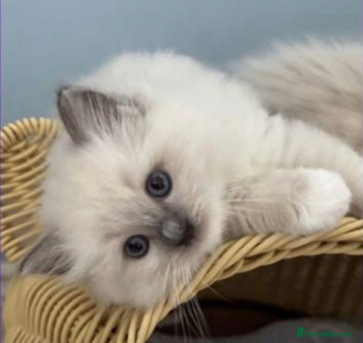 Ragdoll cats Beautiful gccf blue  mitted babies available  - Advert 18