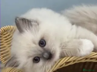Ragdoll cats Beautiful gccf blue mitted babies available - Advert 18