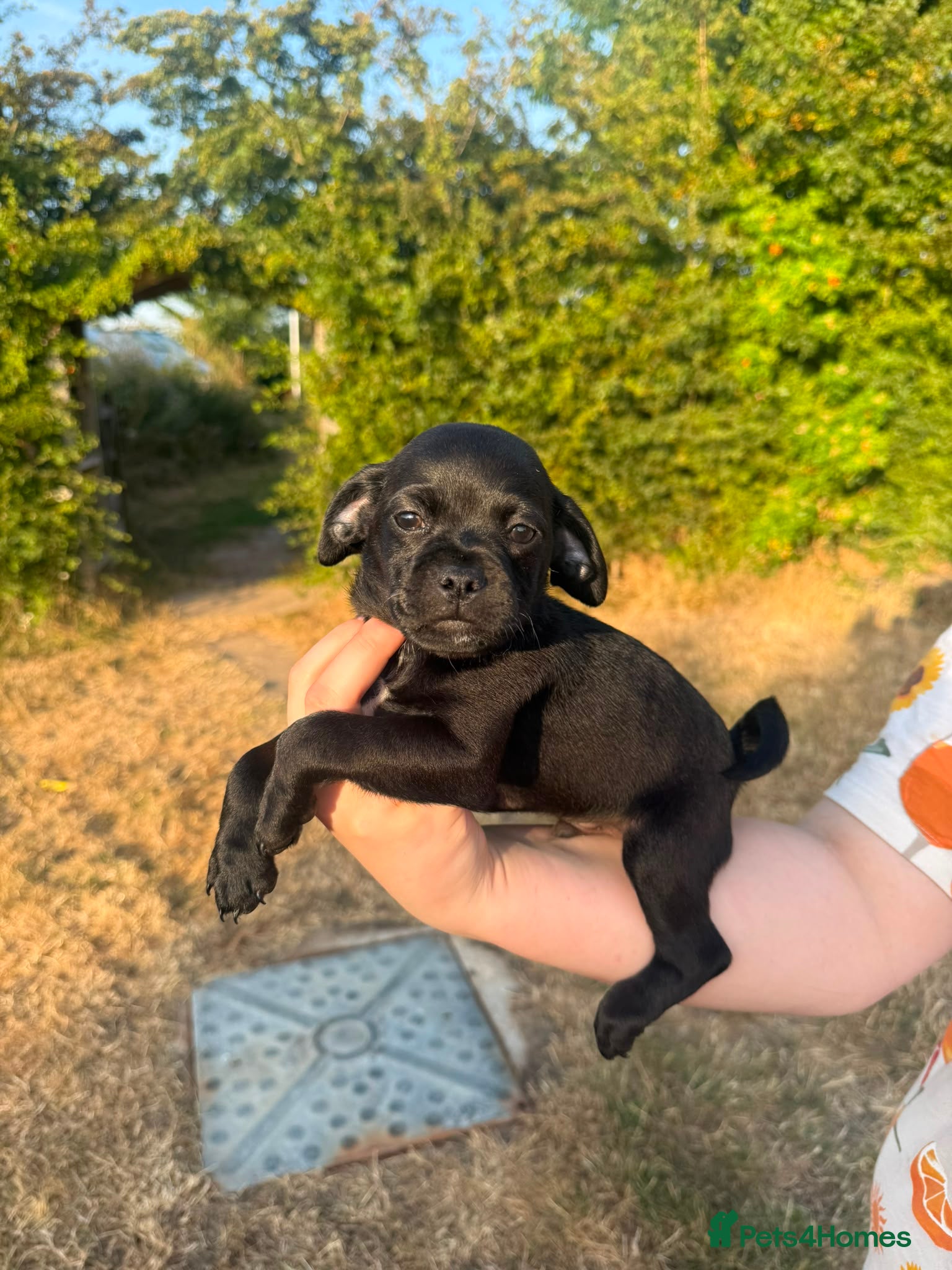 Mixed Breed dogs Doxie-pug puppys - Advert 2