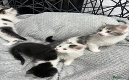 British Longhair cats for sale: Gorgeous fluffy kittens looking for forever home - Image 10