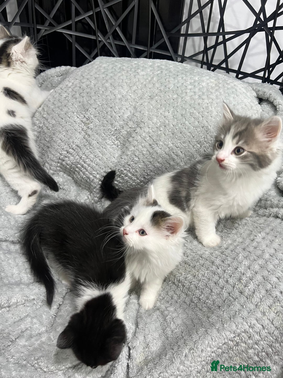 British Longhair cats for sale: Gorgeous fluffy kittens looking for forever home - Image 10