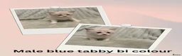 Ragdoll cats for sale: 4 Beautiful Ragdoll Kittens   - Advert 3