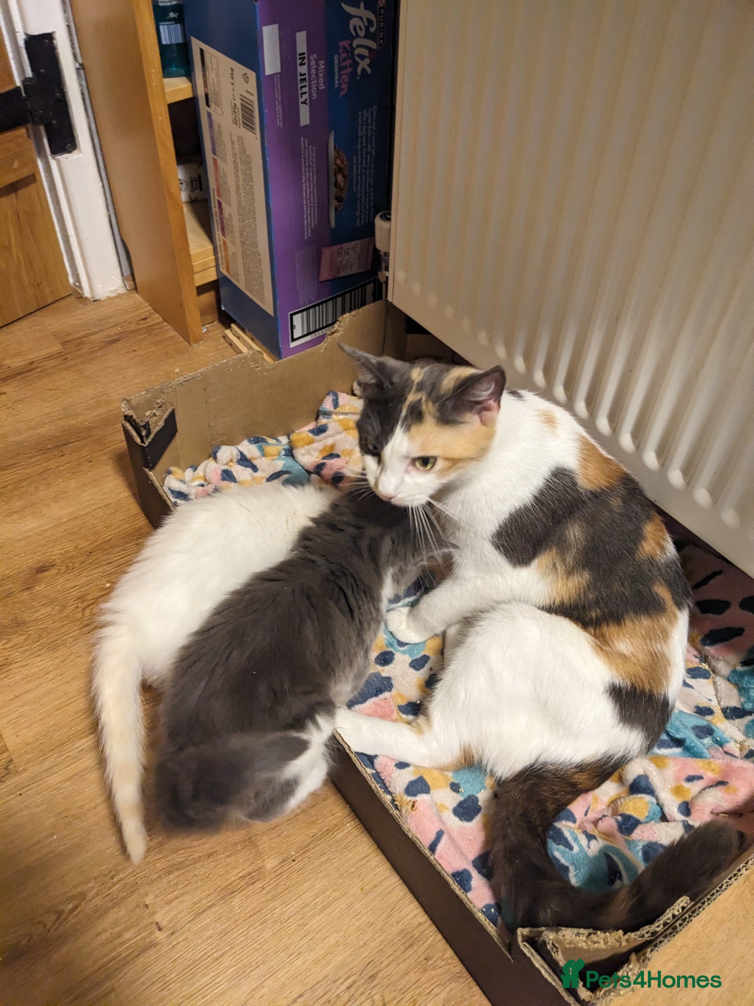Mixed Breed cats for sale: Gorgeous Cuddly Kittens. Quarter Ragdoll  - Advert 1
