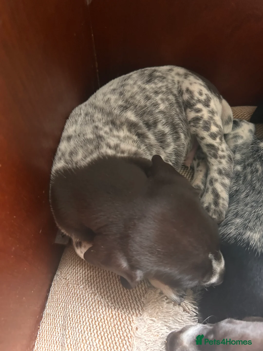 German Shorthaired Pointer dogs for sale: german shorthaired pointer puppies - Advert 2