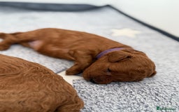 Toy Poodle dogs for sale: 6 Exquisite Red Toy Poodles. Parents DNA Clear - Image 14