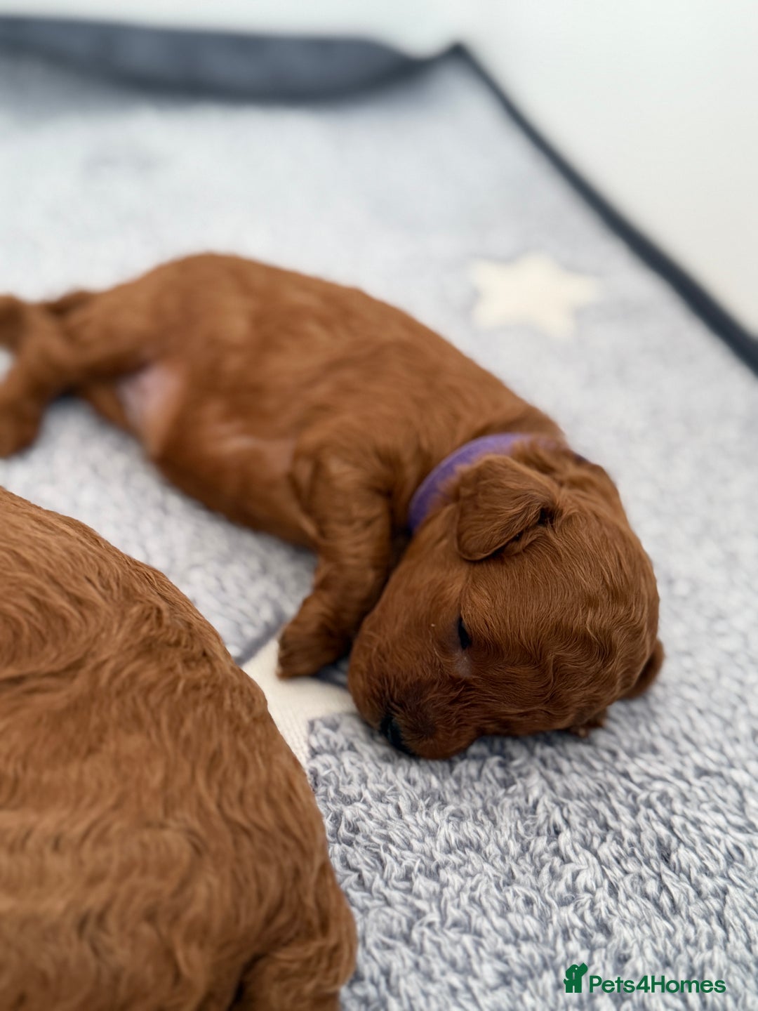 Toy Poodle dogs for sale: 6 Exquisite Red Toy Poodles. Parents DNA Clear - Image 14