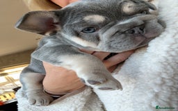 French Bulldog dogs for sale: French Bulldog female puppy - Lilac & Tan  - Image 2