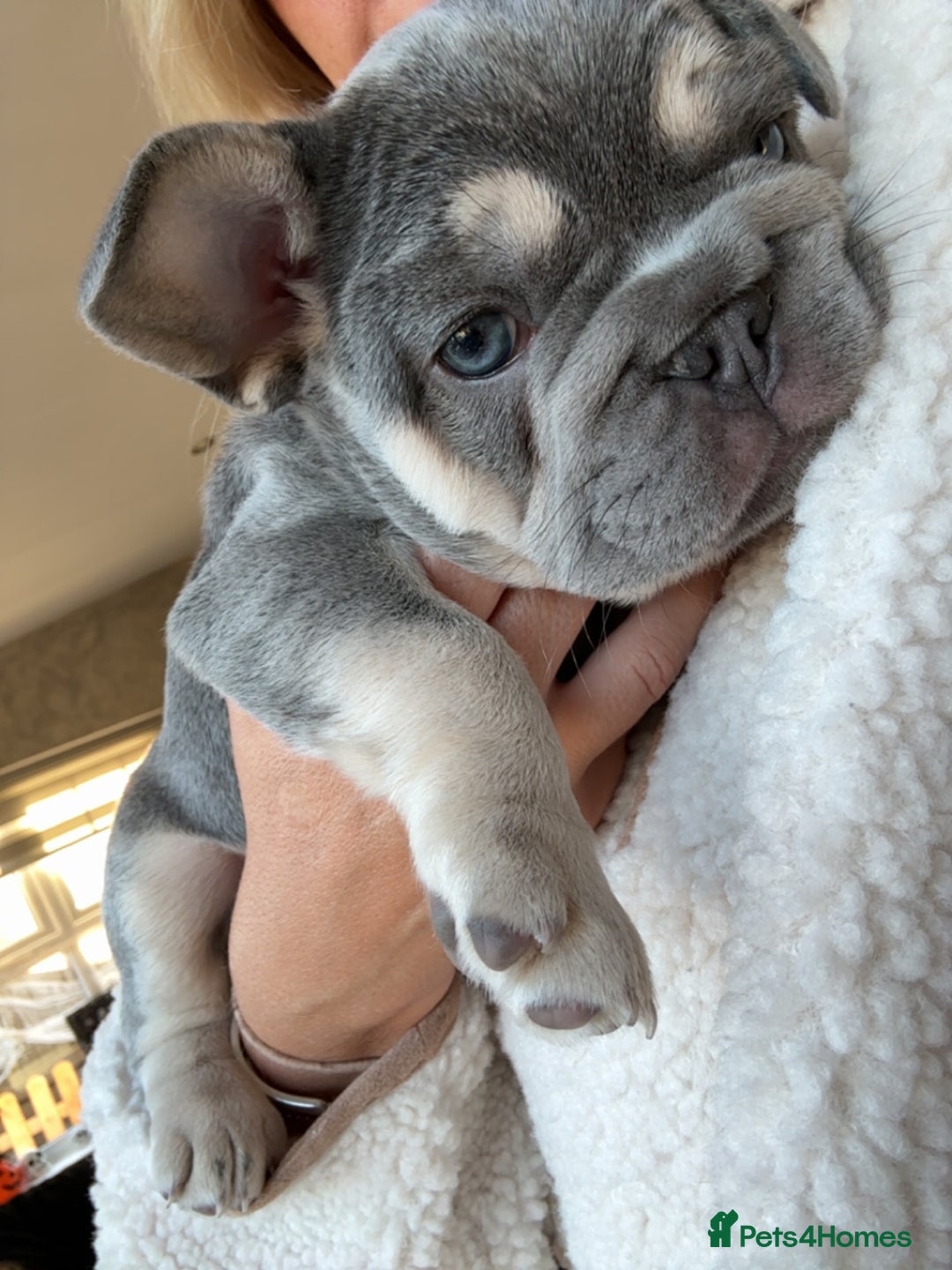 French Bulldog dogs for sale: French Bulldog female puppy - Lilac & Tan  - Image 2