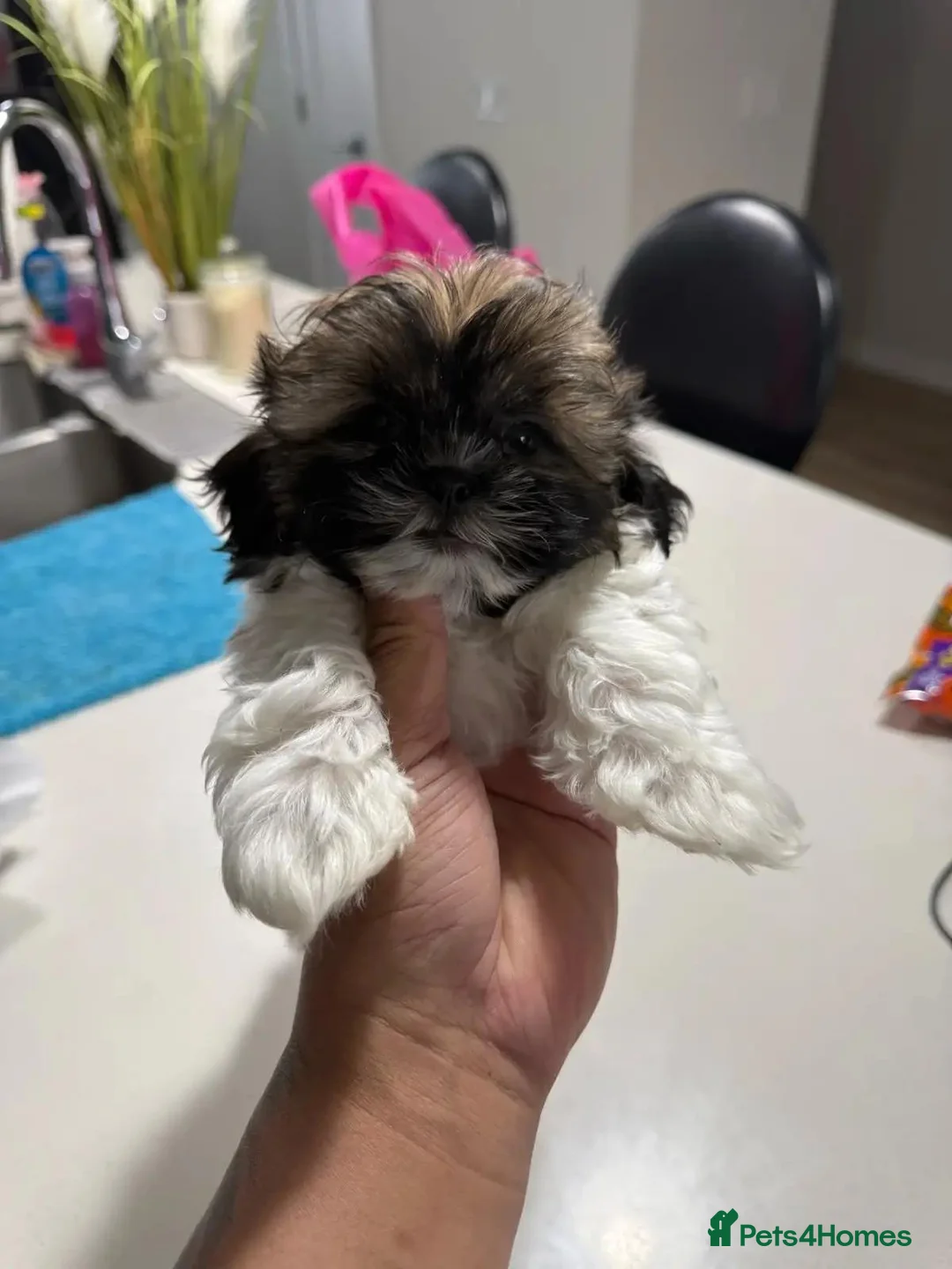 Shih Tzu dogs for sale: Four Lovely Shih Tzu Pups Seeking Forever Families - Advert 9