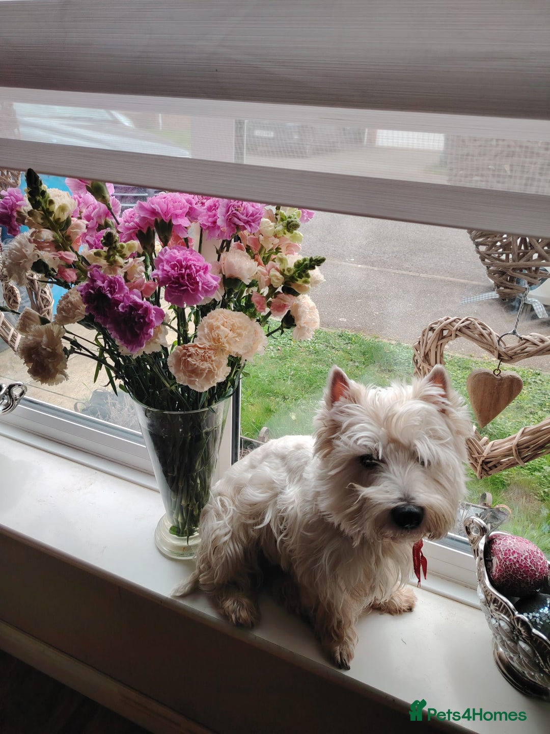 West Highland Terrier dogs for stud: West highland terrier for stud - Advert 2