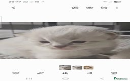 Ragdoll cats for sale: Stunning registered seal tabby ragdoll GC lines - Image 6